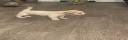 Mixed Breed dogs for sale: Dash - Ad 7