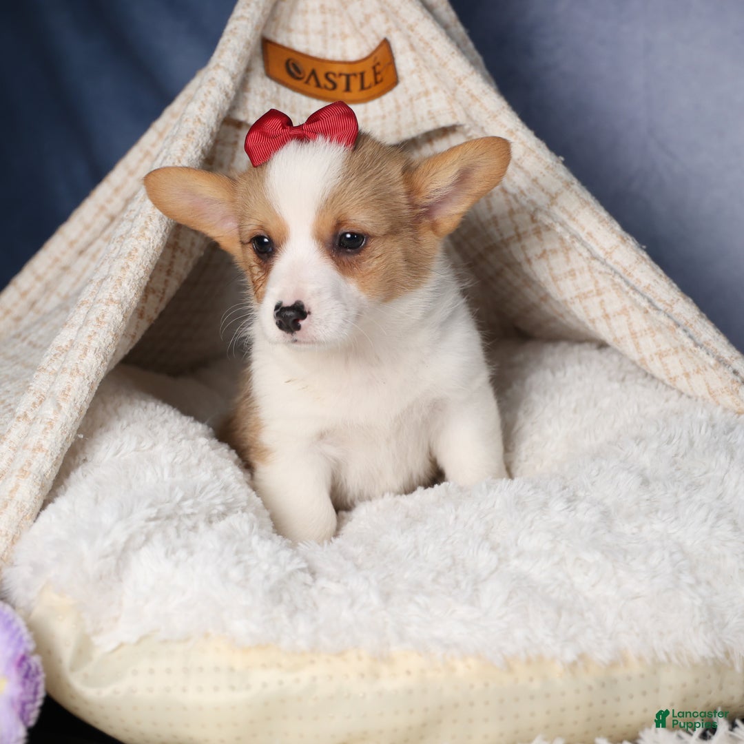 Welsh Corgi Pembroke dogs for sale: Dolly - Ad 4