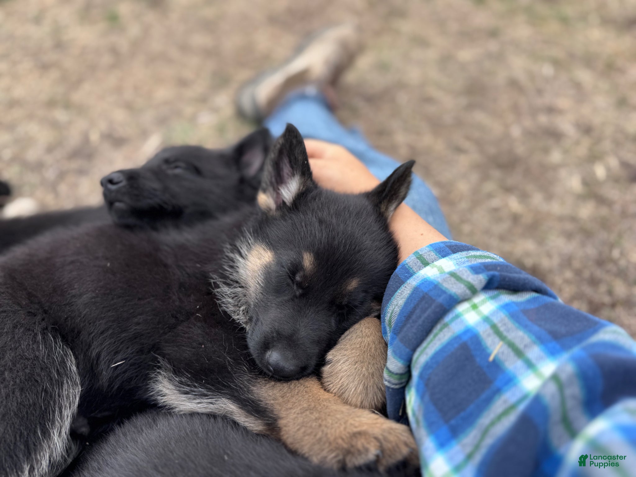 German Shepherd dogs  Puppy 8 - Ad 2
