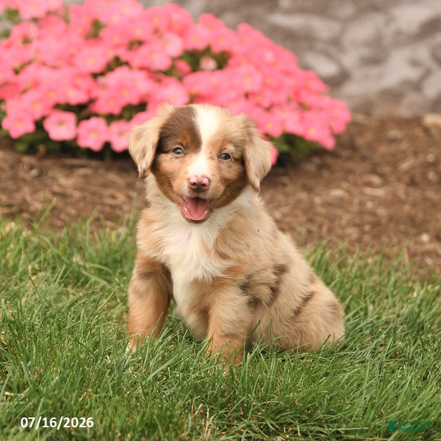 Miniature Australian Shepherd dogs Vince - Ad 2