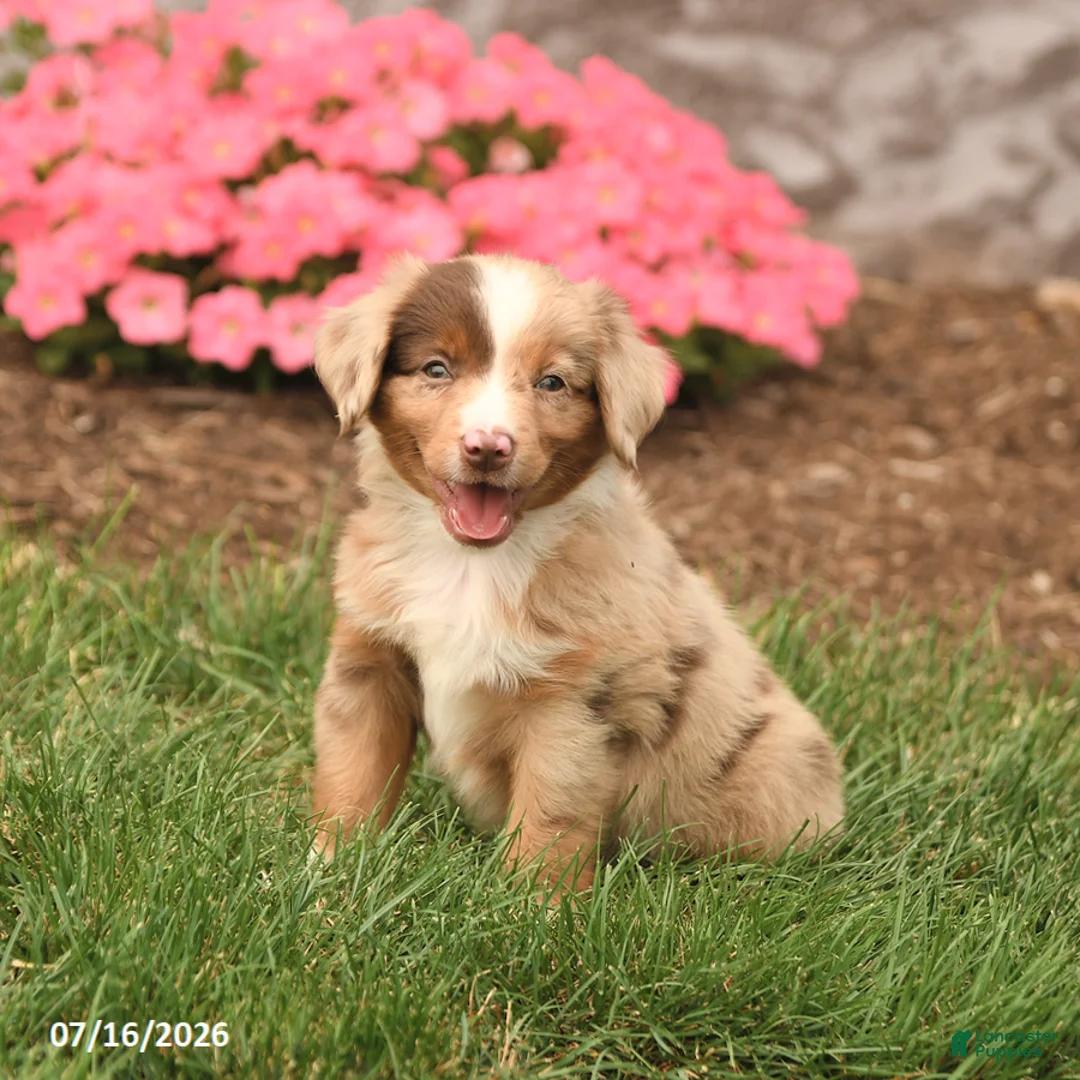Miniature Australian Shepherd dogs for sale: Vince - Ad 2