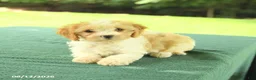 Cavapoo dogs for sale: Macy - Ad 4