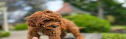 Cavapoo dogs for sale: Harvey - Ad 6