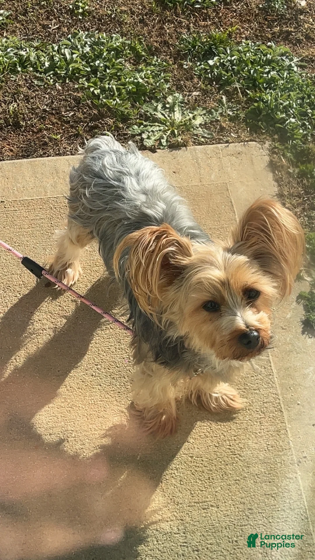 Yorkshire Terrier dogs for sale: Yorkshire Terrier Puppy 1 - Ad 2