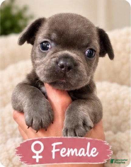 French Bulldog dogs Anna - Ad 30