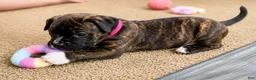 Mixed Breed dogs for sale: American Corso Hot Pink Collar - Ad 4