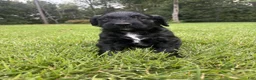 Goldendoodle dogs for sale: Boots - Ad 1