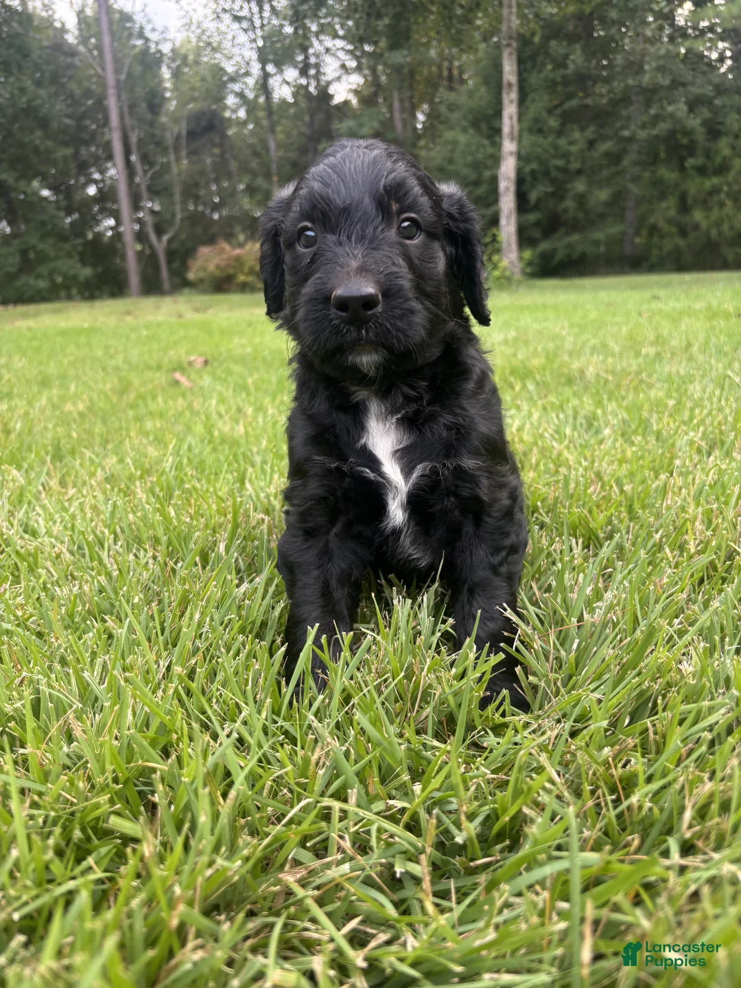 Goldendoodle dogs for sale: Boots - Ad 1