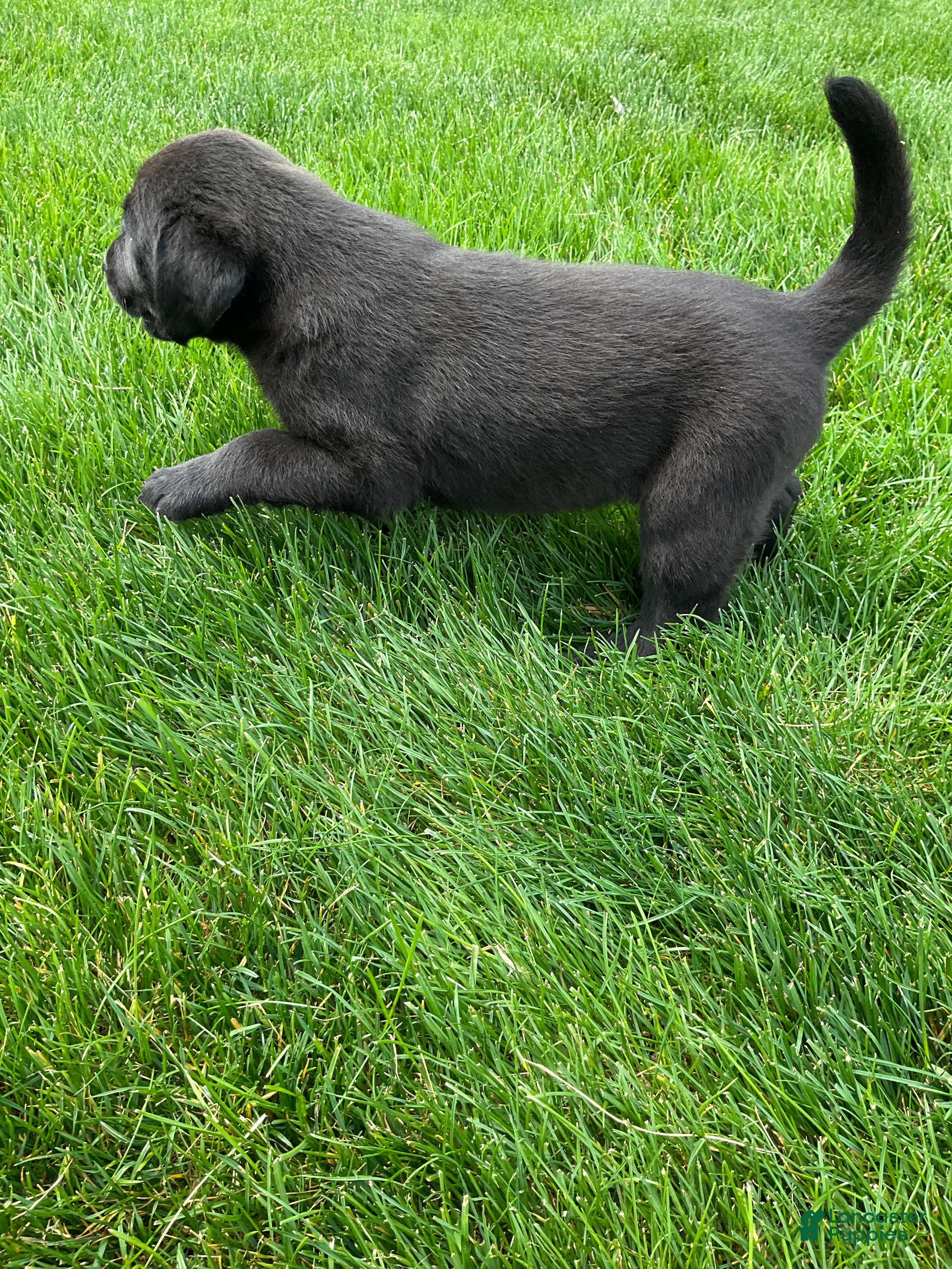 Labrador Retriever dogs for sale: Mavin - Ad 5