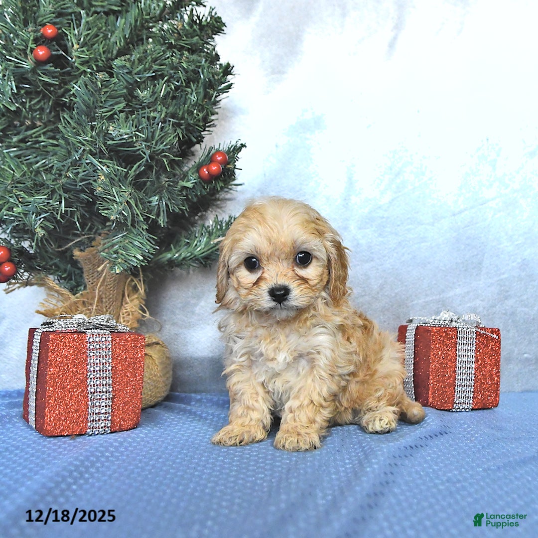 Cavapoo dogs for sale: Cody - Ad 4