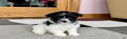 Havanese dogs for sale: Jared - Ad 7