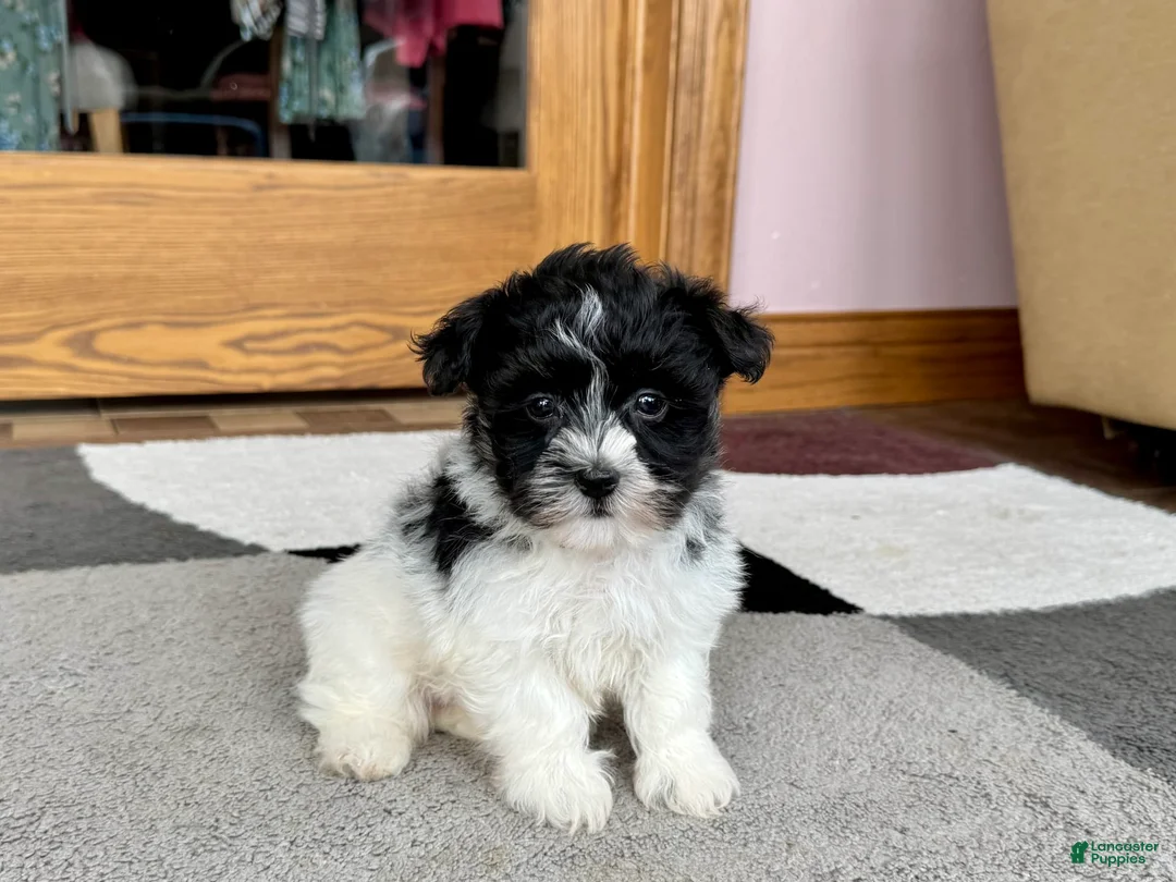 Havanese dogs for sale: Jared - Ad 7