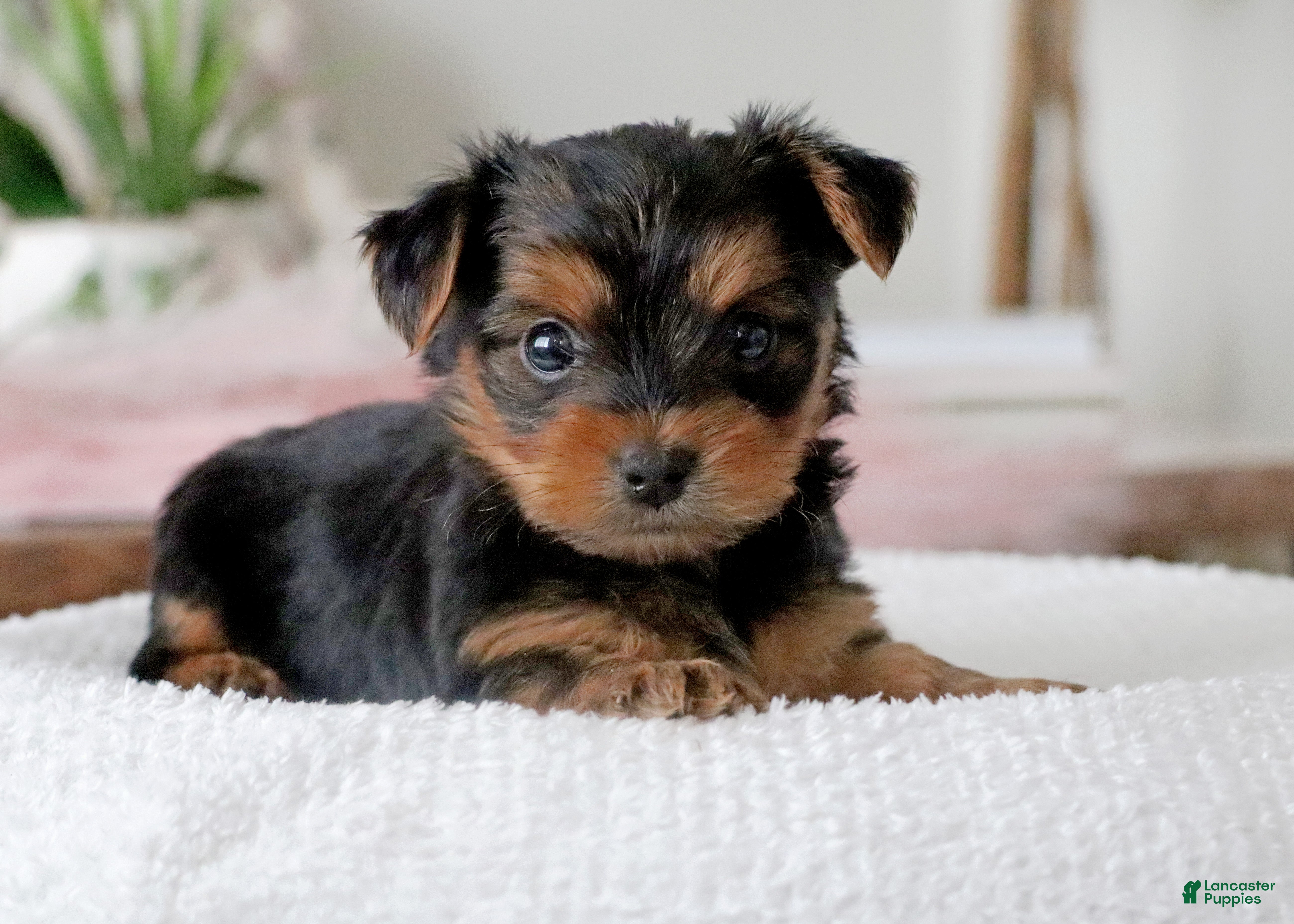 Yorkshire Terrier dogs Yorkshire Terrier Puppy 2 - Ad 2