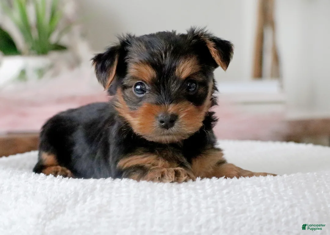 Yorkshire Terrier dogs for sale: Yorkshire Terrier Puppy 2 - Ad 2