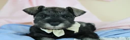Miniature Schnauzer dogs for sale: Rufus | Miniature Schnauzer  - Ad 12