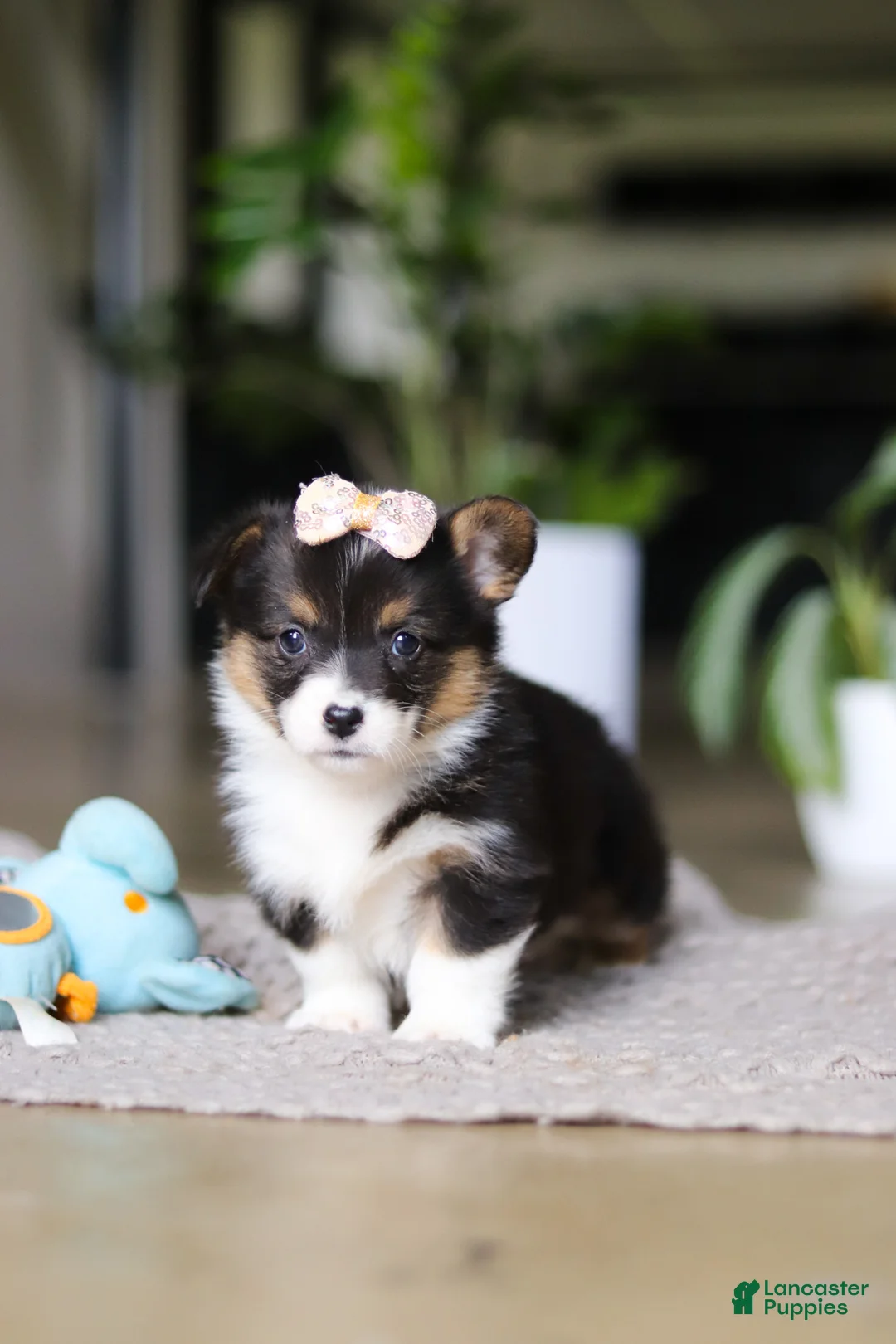 Welsh Corgi Pembroke dogs for sale: Ava - Ad 2