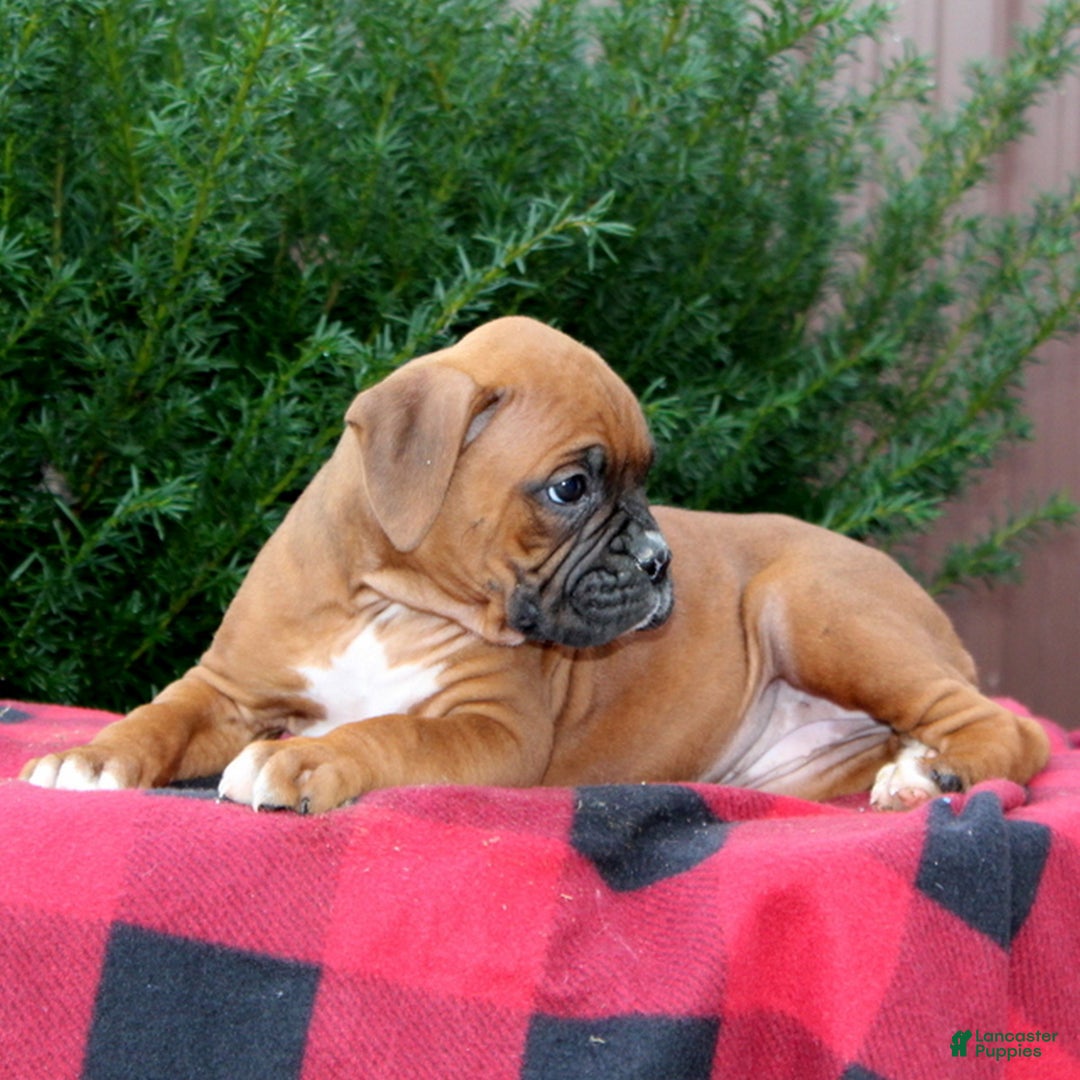 Boxer dogs for sale: Amber  - Ad 3