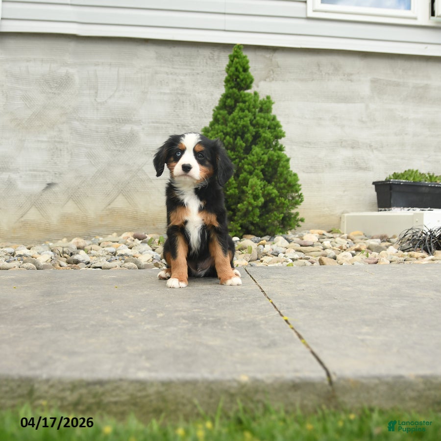 Miniature Bernese Mountain Dog dogs Washington - Ad 1