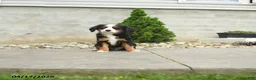 Miniature Bernese Mountain Dog dogs for sale: Washington - Ad 1