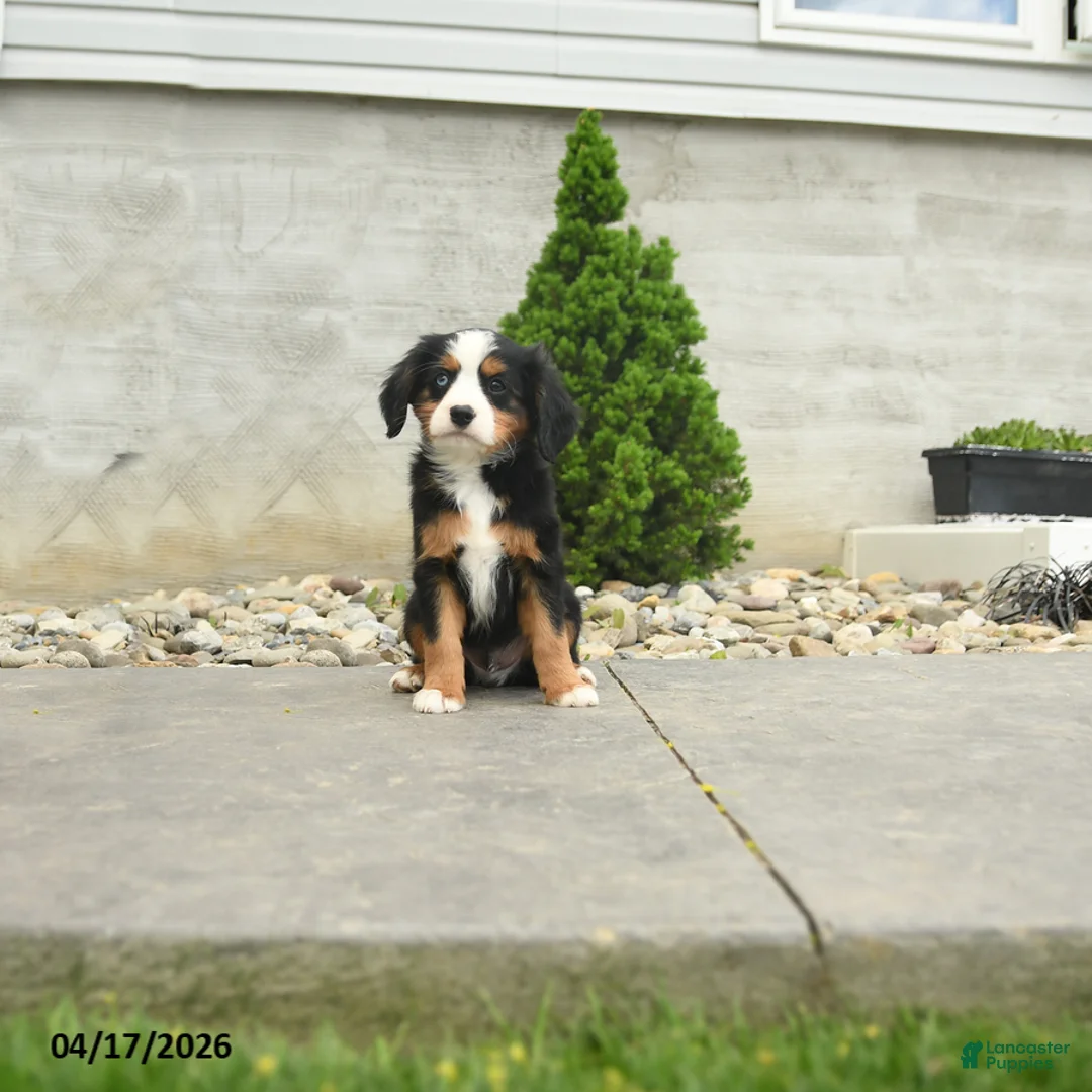 Miniature Bernese Mountain Dog dogs for sale: Washington - Ad 1