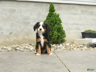 Miniature Bernese Mountain Dog dogs for sale: Washington - Ad 4