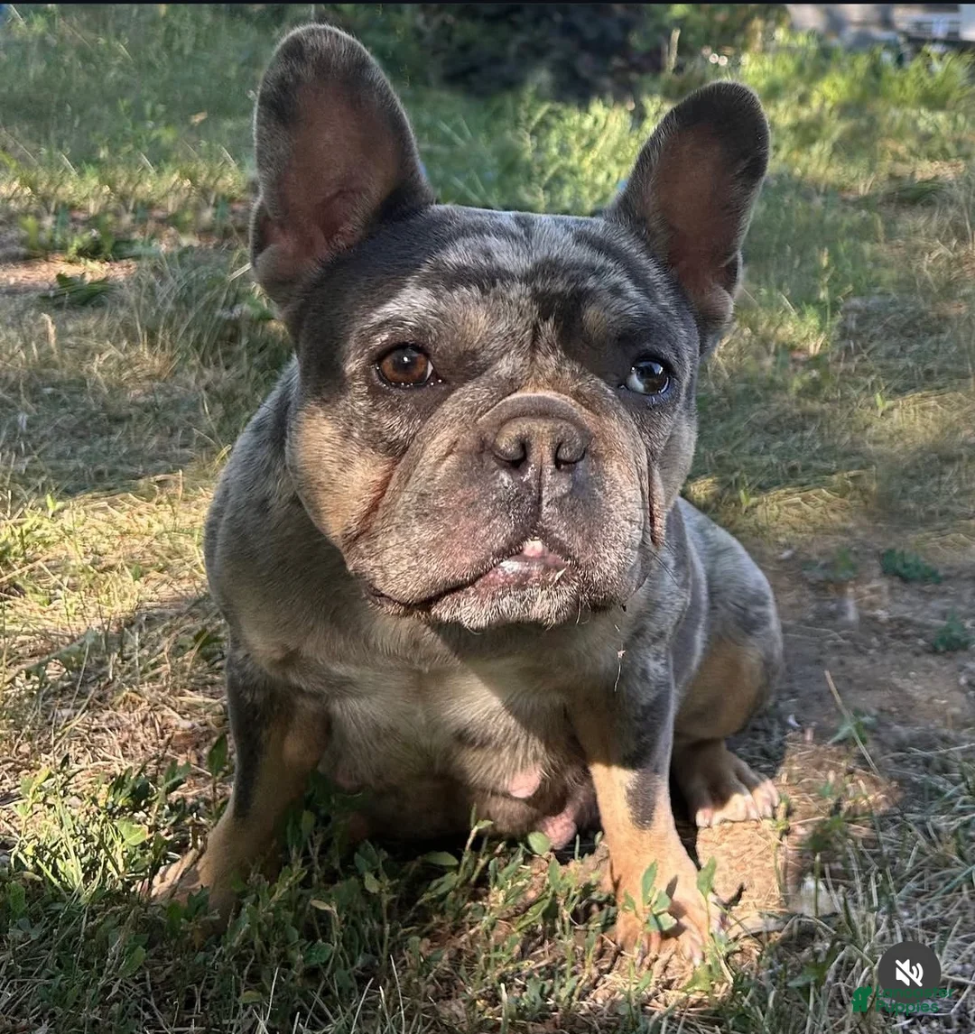 French Bulldog dogs for sale: French Bulldog Puppy 1 - Ad 9