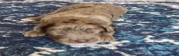 Labradoodle dogs for sale: Freckles - Ad 7