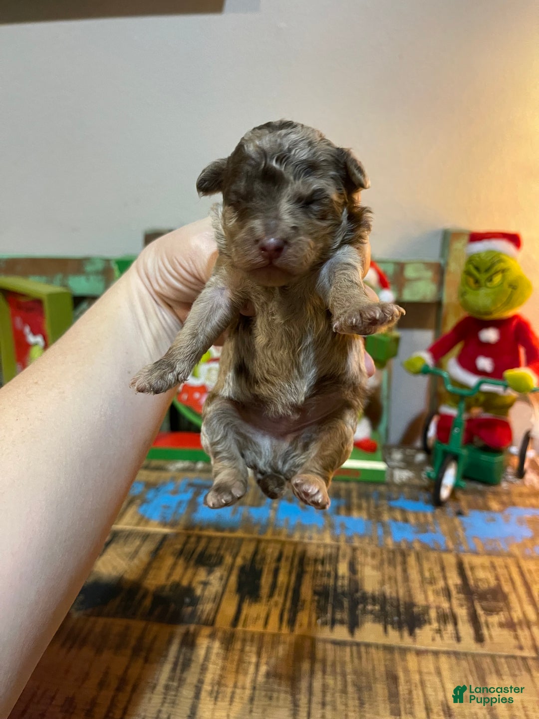Miniature Poodle dogs for sale: Miniature Poodle Puppy 1 - Ad 27