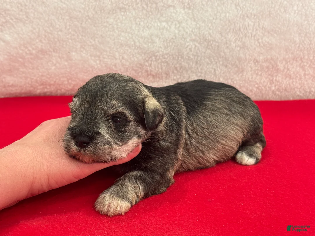 Miniature Schnauzer dogs for sale: Gypsy Female 1 - Ad 3