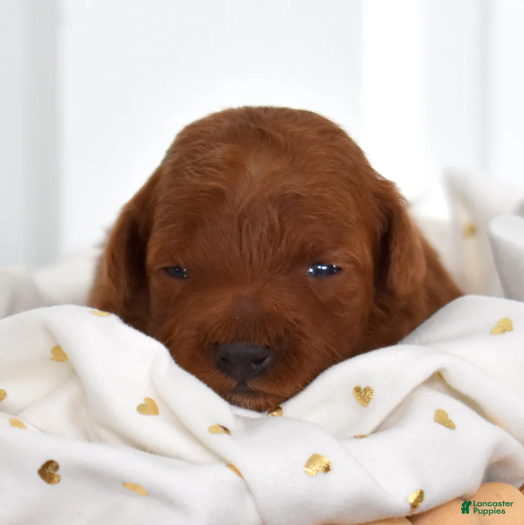 Toy Poodle dogs for sale: Callie - Ad 2