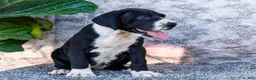 Great Dane dogs for sale: Ellie - Ad 3