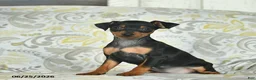 Miniature Pinscher dogs for sale: Hazel  - Ad 1