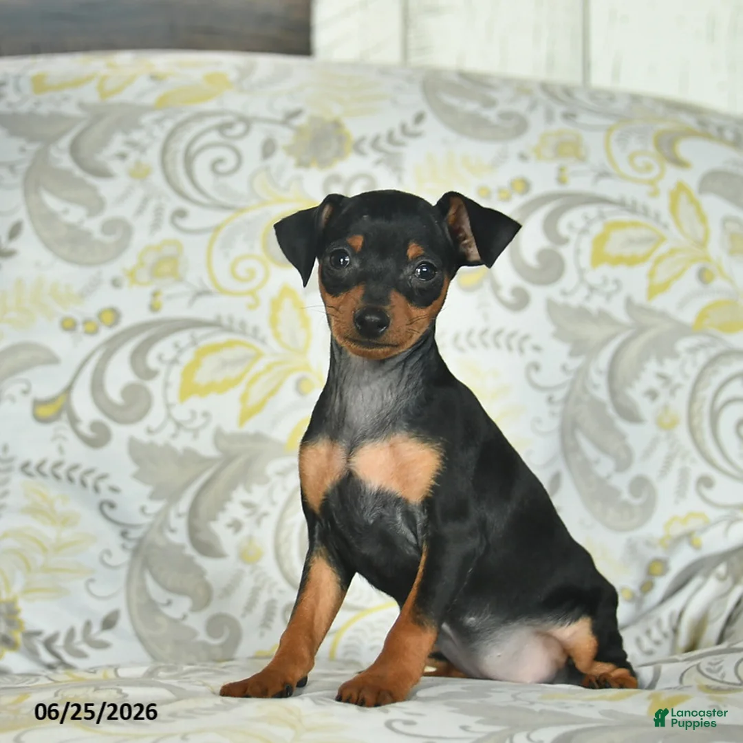Miniature Pinscher dogs for sale: Hazel  - Ad 1