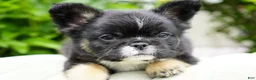 French Bulldog dogs for sale: Panda - Ad 4