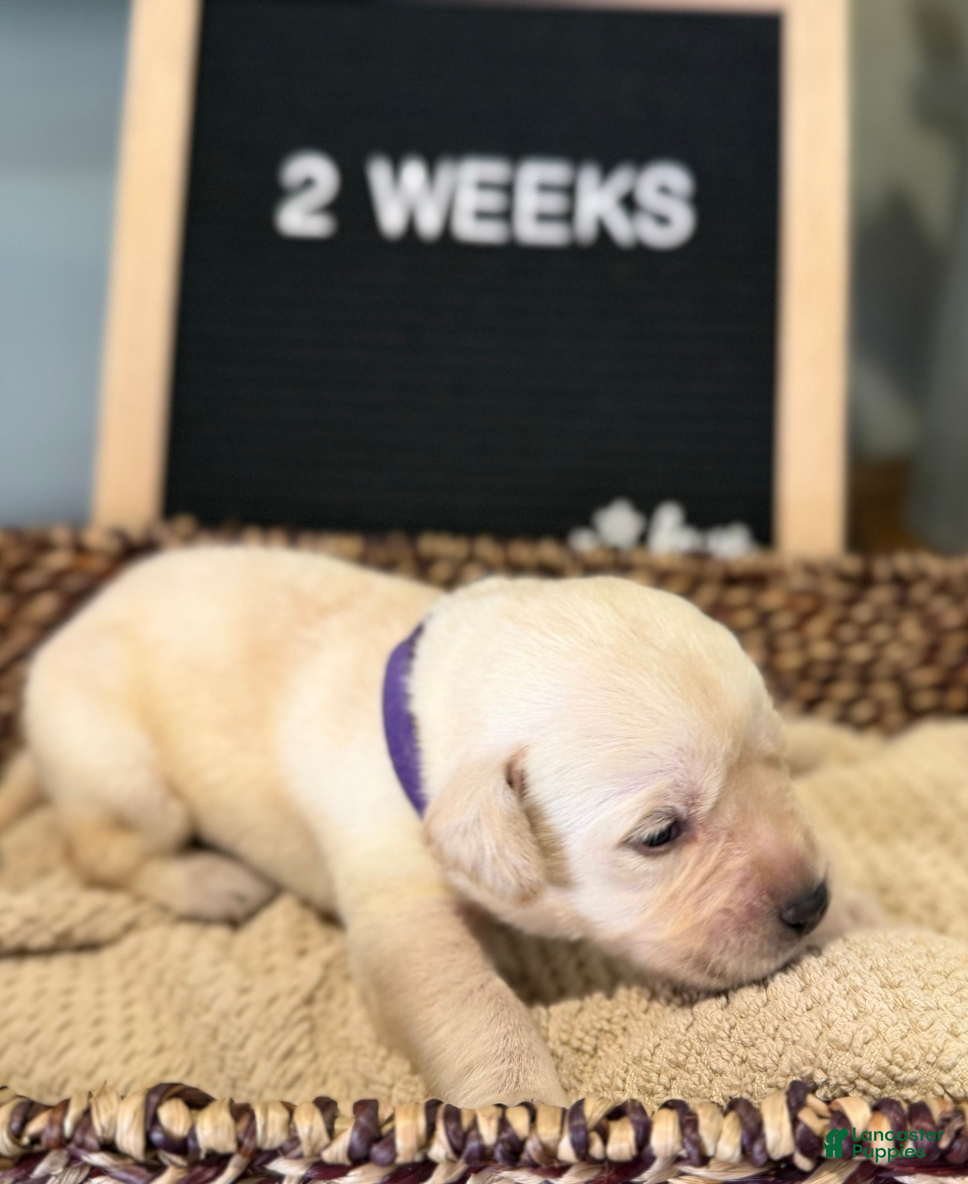 Labrador Retriever dogs Purple - Ad 1