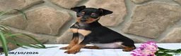 Miniature Pinscher dogs for sale: Brady - Ad 3