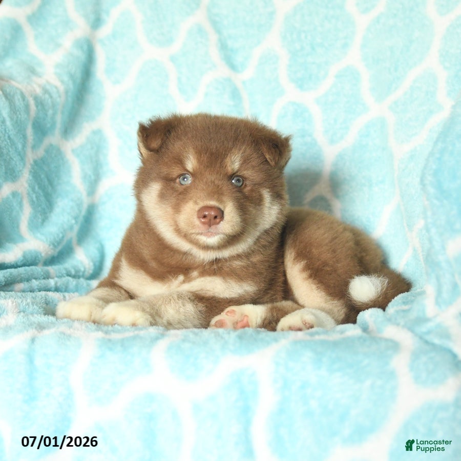 Pomsky dogs Happy - Ad 2