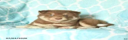Pomsky dogs for sale: Happy - Ad 2