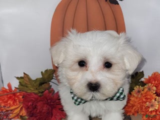 Maltese dogs - Ad 34