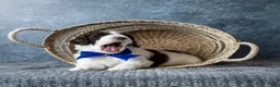 Goldendoodle dogs for sale: Mr. Latte - Ad 3