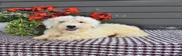 Mini Sheepadoodle dogs for sale: Coconut - Ad 4
