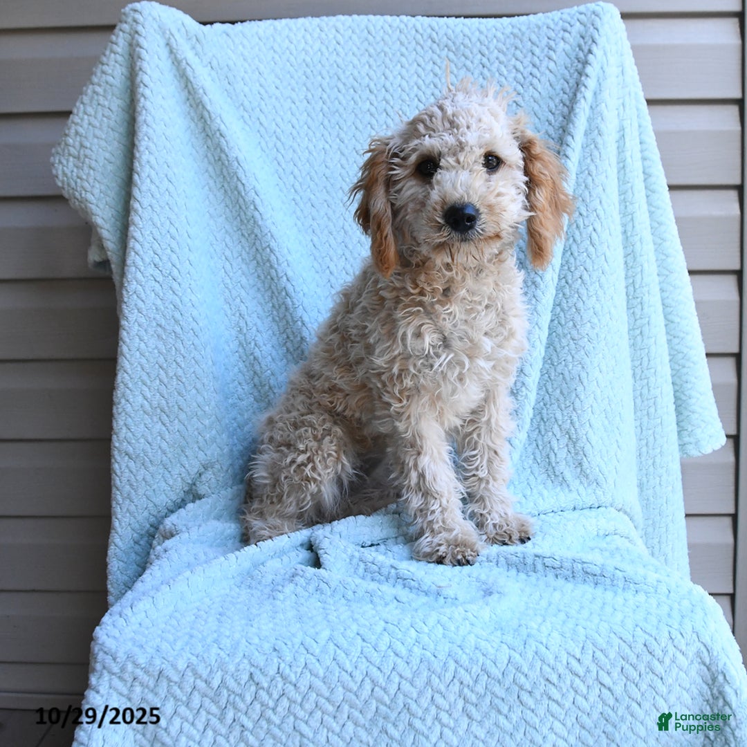 Cockapoo dogs for sale: Faith - Ad 2