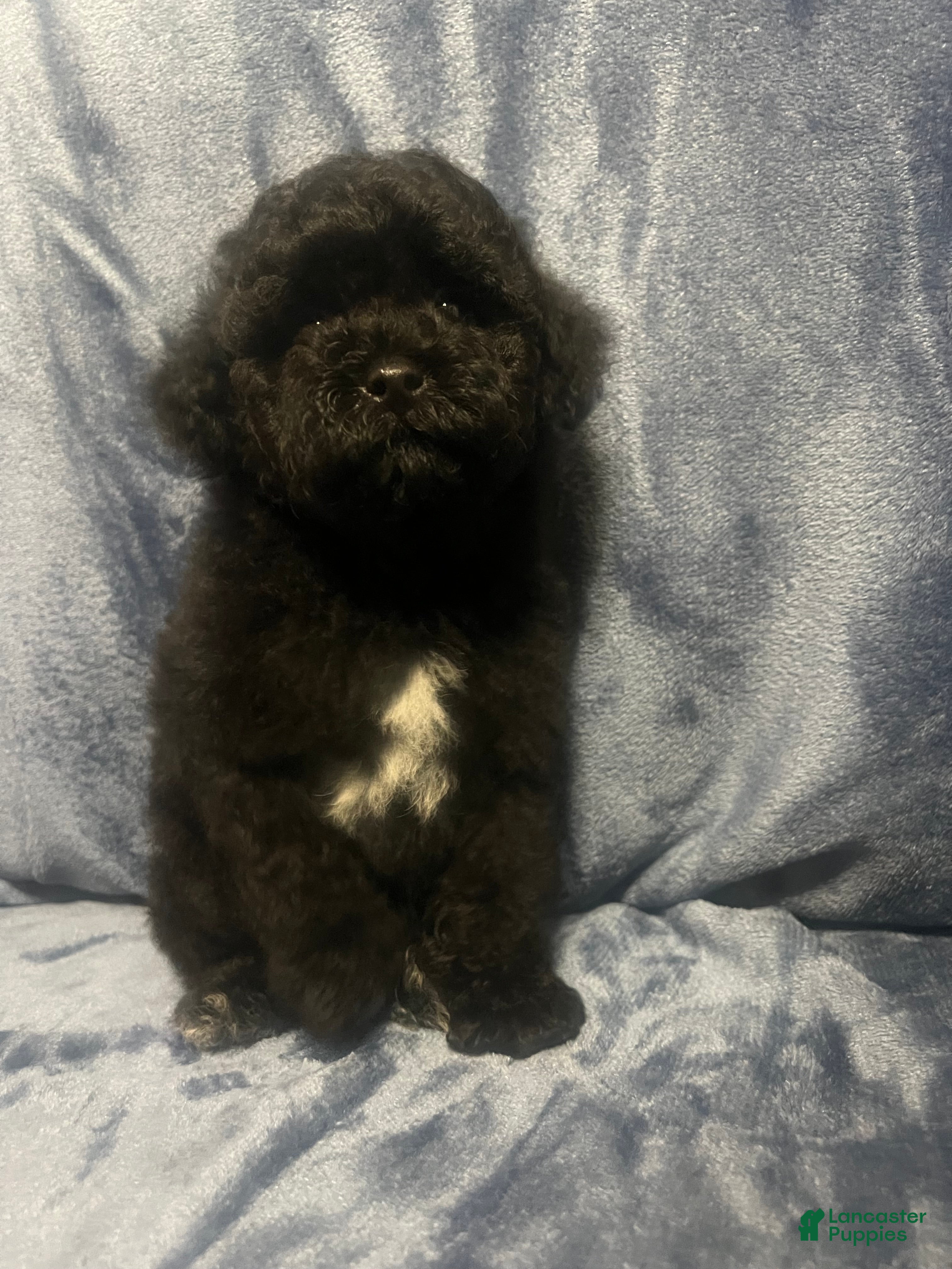 Miniature Poodle dogs Miniature Poodle 1 - Ad 1