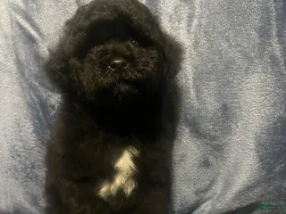 Miniature Poodle dogs Miniature Poodle 1 - Ad 1
