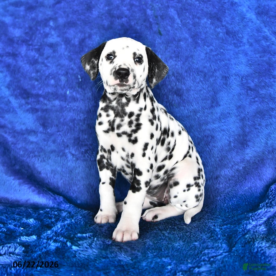 Dalmatian dogs Freckles - Ad 2