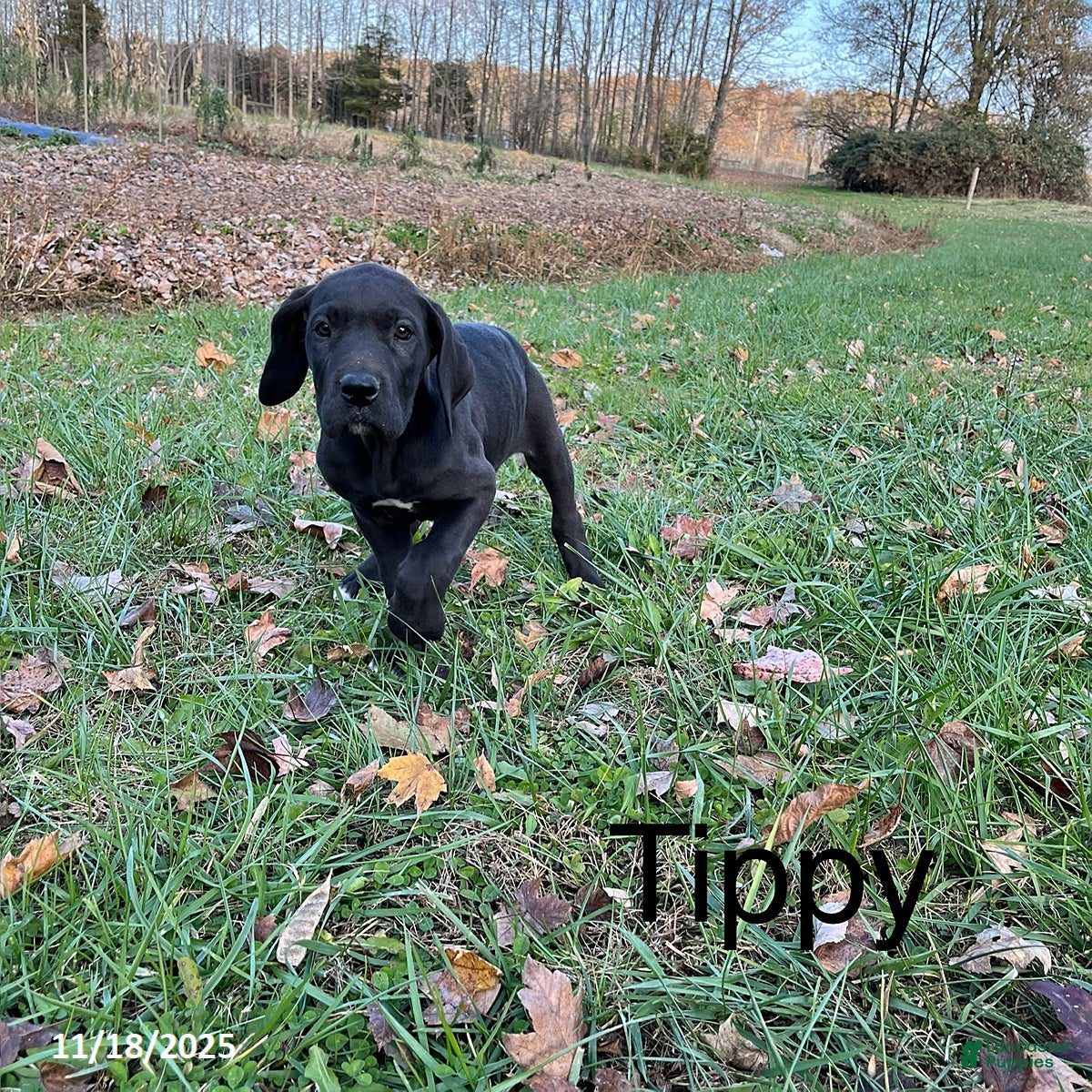 Great Dane dogs Tippy - Ad 2