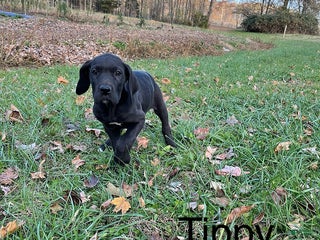 Great Dane dogs Tippy - Ad 11