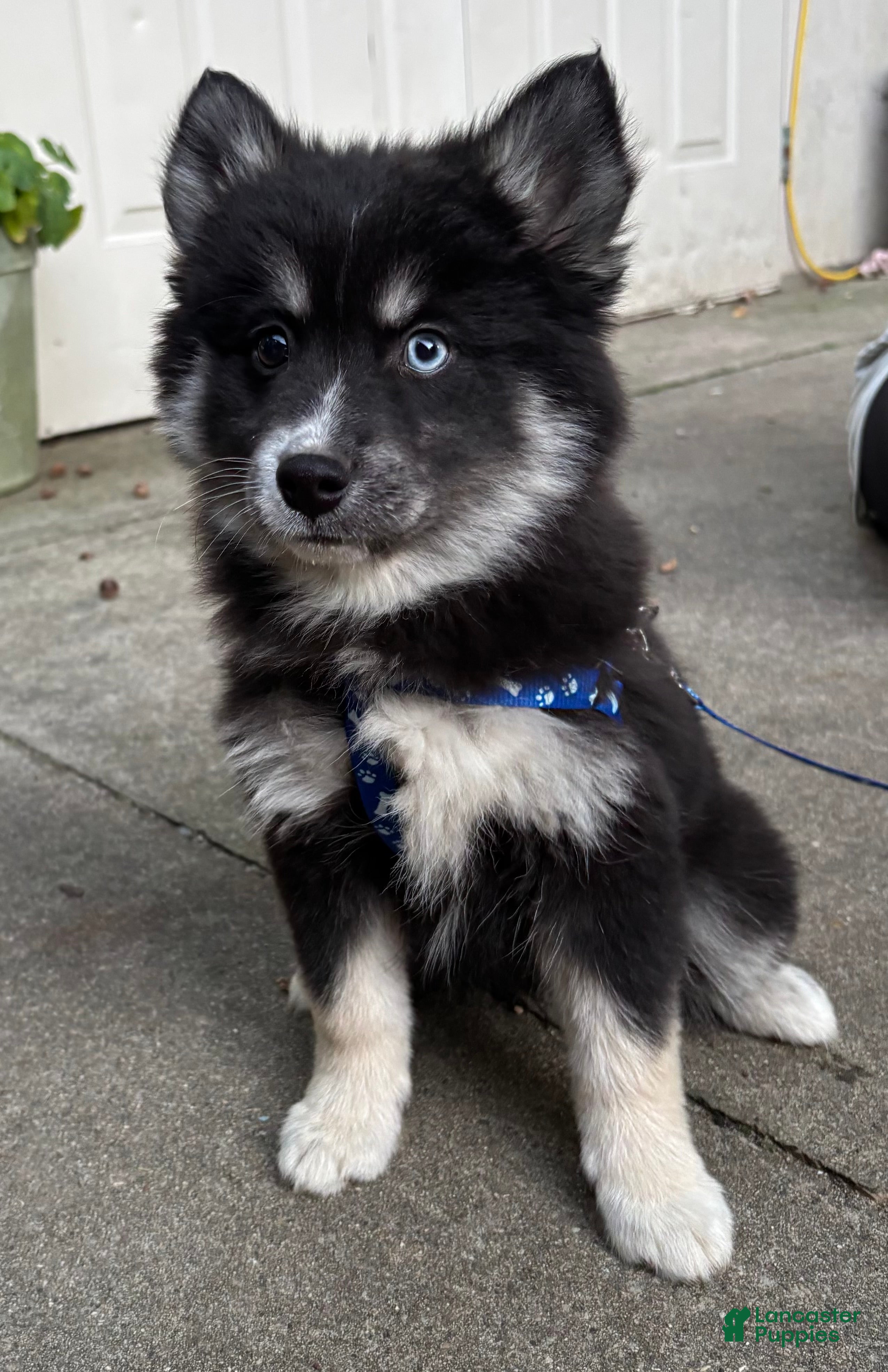 Mixed Breed dogs Stormy - Ad 2