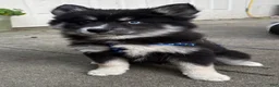 Mixed Breed dogs for sale: Stormy - Ad 2