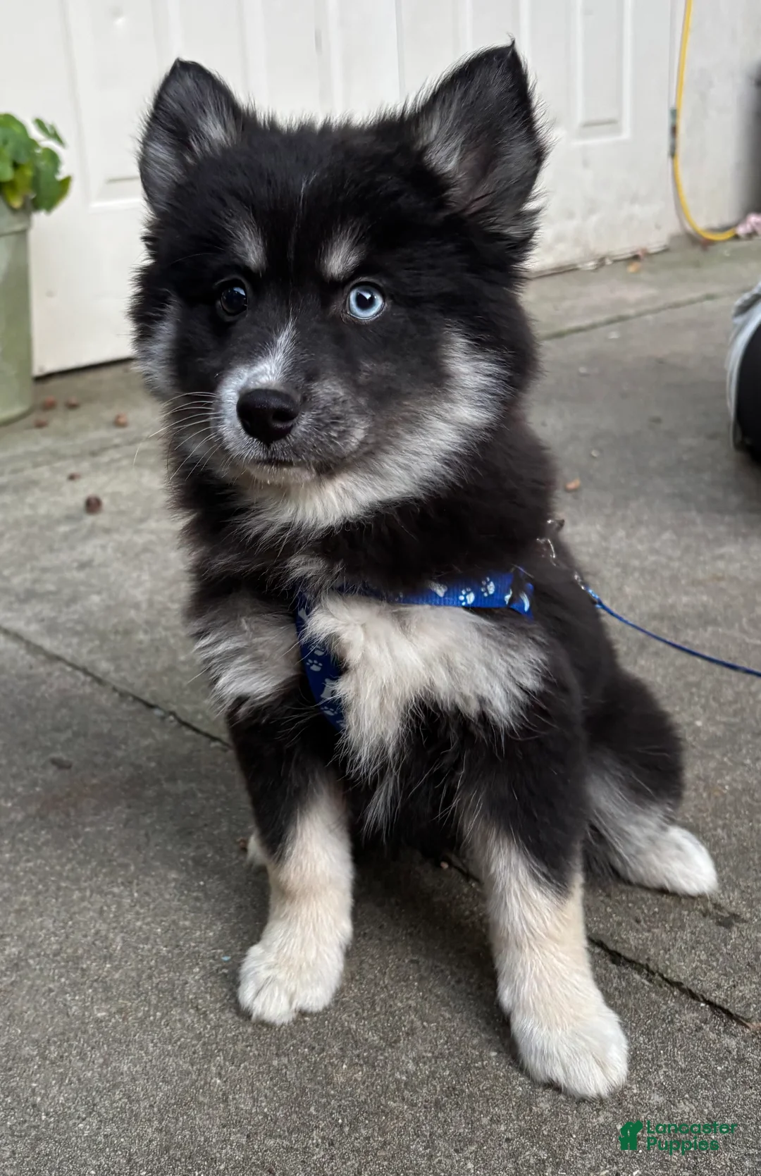 Mixed Breed dogs for sale: Stormy - Ad 2